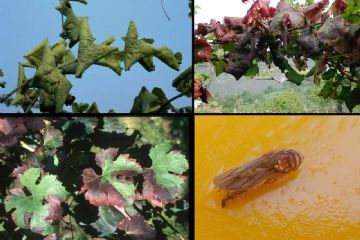 FLAVESCENZA DORATA - Comunicazioni e documentazione 2026